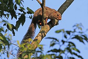 Red-legged sun squirrel Facts for Kids