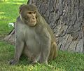 Rhesus Macaque, Red Fort, Agra