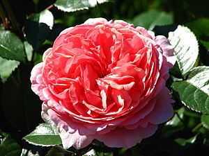 Rosa 'Chippendale' 01