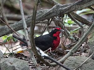 Rosy Thrush-Tanager (40717613441).jpg