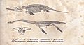 Rozprawa o přewratech kůry zemnj, Ichthyosaurus and Plesiosaurus