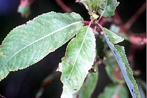 Salix amygdaloides(01).jpg