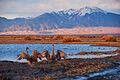 Sandhill Cranes Dancing, Dunes, and Mount Herard at Sunset (16536237127)
