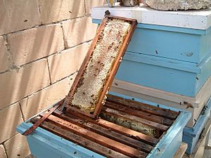 Sealed Honey in frame
