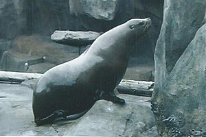 Sealife center sea lion
