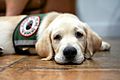 Service dog in training resting