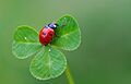 Seven-spotted ladybug