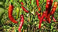 Shan Hills, Myanmar, Red chili pepper plant