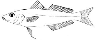 Sillago ingenuua.jpg