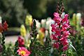Snapdragons at Huntington Library garden