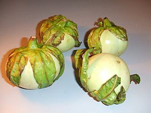 Solanum macrocarpon1