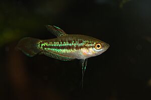 Sparkling gourami.jpg