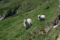 Steep pastures near Fahan - geograph.org.uk - 1576967