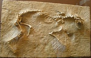 Sthenictis1