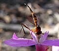 Stylogaster macalpini (12947561584, cropped) (cropped)