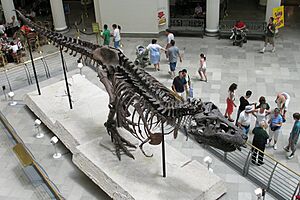 Sue at Field Museum