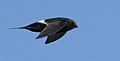 Swift White-rumped 2015 12 18 07 36 42 1782