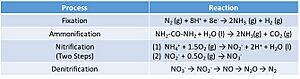 Table of the Processes in the Nitrogen Cycle