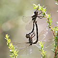 Tasmanian Swamp Tigertail, Synthemis tasmanica, mating pair