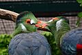 Tauraco leucotis (Weißohrturako - White-cheeked Turaco) - Weltvogelpark Walsrode 2013-03