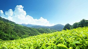 Tea Plantations-Surianalle.jpg