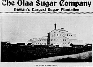 The Olaa Sugar Company, Hawaii's Largest Sugar Plantation (c. 1902)