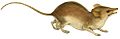 The zoology of the voyage of the H.M.S. Erebus and Terror (Sminthopsis leucopus)