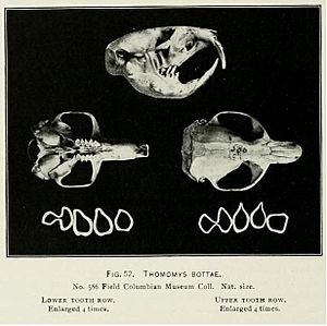 Thomomys bottae skull from Elliot 1901