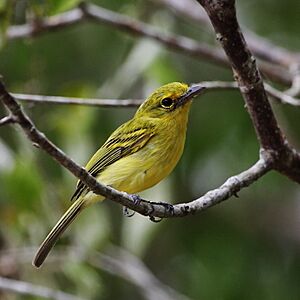 Tolmomyias flaviventris - Yellow-breasted Flycatcher.JPG