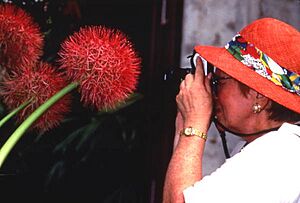 Visitor photographing a blood lily (Scadoxus multiflorus) at the Fairchild Tropical Garden in Miami, Florida (4332609531)