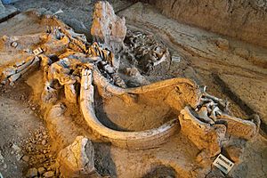 Waco mammoth site QRT