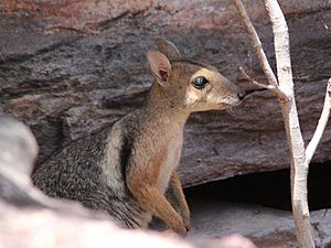 Wilkins-rock-wallaby-face-side-view260817p18lowres.jpg