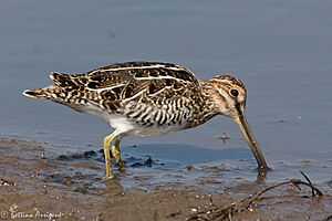 Wilson's Snipe Bolivar Peninsula TX 2018-03-25 14-38-06 (40145639795)