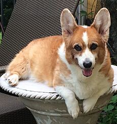 14 year old Corgi
