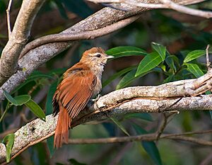 ARREDIO-DO-RIO (Cranioleuca vulpina) (12298441466).jpg