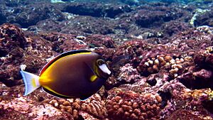 Acanthurus japonicus.jpg