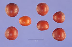 Adenanthera pavonina seeds