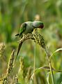 Alexandrine Parakeet Psittacula eupatria by Dr. Raju Kasambe