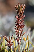 Allocasuarina grevilleoides Male flowers (5066884560)