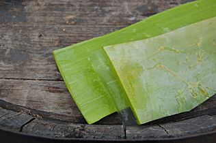 Aloe vera leaf showing the gel (1)