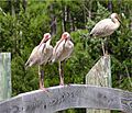 American white ibis2