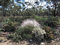 Austrostipa elegantissima Balranald plant12 (8663380203)