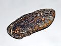 Bakevelliidae - Gervillia inflata