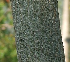 Bark Adansonia grandidieri