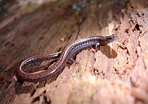 Batrachoseps attenuatus