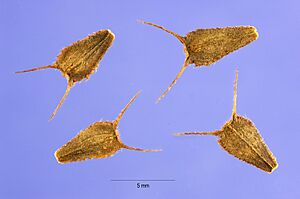 Bidensaristosa