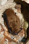 Big brown bat (5600873374).jpg