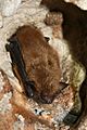 Big brown bat (5600873374)