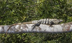 Black iguana (Ctenosaura similis) Cayo.jpg