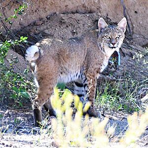 Bobcat, Benson, AZ